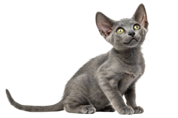 Adorable gray oriental kitten sitting isolated on white background