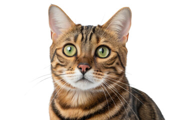 Obraz premium Beautiful Bengal Cat with Green Eyes Looking Forward Isolated on White Background