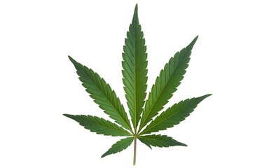 Single Cannabis Leaf Isolated on White Background for Medical or Recreational Use and Marijuana Legalization Advocacy Imagery