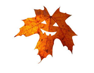 Naklejka premium yellow maple leaf for Halloween isolated on transparent background, png