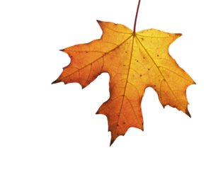 yellow maple leaf isolated on transparent background, png