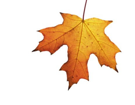yellow maple leaf isolated on transparent background, png