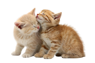 Two adorable ginger kittens cuddling isolated on white background