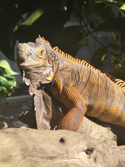 Orange iguana is sunbathing on a dry tree trunk, under the hot sun in the morning, natural blur background.