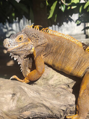 Orange iguana is sunbathing on a dry tree trunk, under the hot sun in the morning, natural blur background.