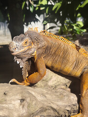 Orange iguana is sunbathing on a dry tree trunk, under the hot sun in the morning, natural blur background.