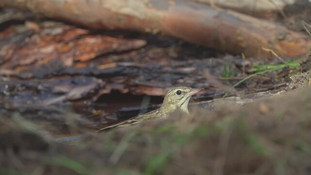 Tree Pipit (Anthus trivialis). The bird splashes in the water in a forest. Slow motion.