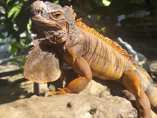 Orange iguana is sunbathing on a dry tree trunk, under the hot sun in the morning, natural blur background.