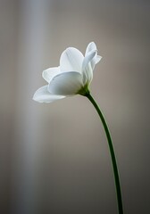 Fototapeta premium Silent Bloom's Embrace