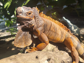 Orange iguana is sunbathing on a dry tree trunk, under the hot sun in the morning, natural blur background.