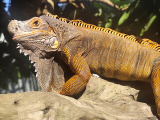 Orange iguana is sunbathing on a dry tree trunk, under the hot sun in the morning, natural blur background.