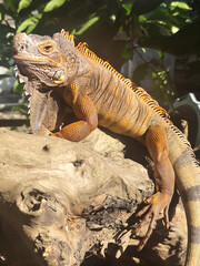 Orange iguana is sunbathing on a dry tree trunk, under the hot sun in the morning, natural blur background.