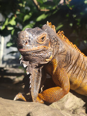 Orange iguana is sunbathing on a dry tree trunk, under the hot sun in the morning, natural blur background.