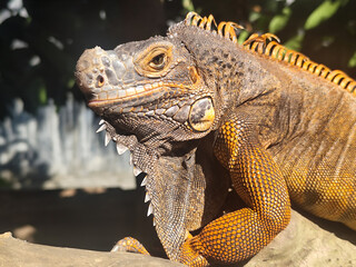 Orange iguana is sunbathing on a dry tree trunk, under the hot sun in the morning, natural blur background.