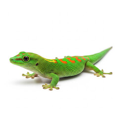 Fototapeta premium Vibrant Green Lizard with Orange Markings on Isolated transparent background