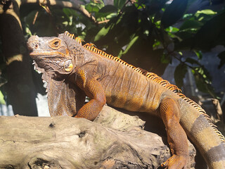 Orange iguana is sunbathing on a dry tree trunk, under the hot sun in the morning, natural blur background.