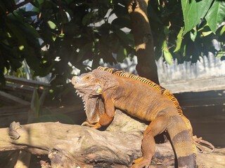 Orange iguana is sunbathing on a dry tree trunk, under the hot sun in the morning, natural blur background.