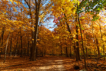 Autumnal sunny day. Seasonal leaves on tree. Natural autumn leaves. Autumn beauty of nature. Fall...