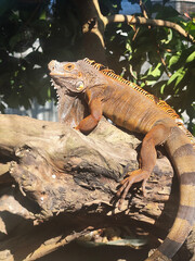 Orange iguana is sunbathing on a dry tree trunk, under the hot sun in the morning, natural blur background.