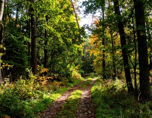 Obraz premium Sunny autumn forest path