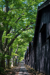 初夏の酒田 山居倉庫のケヤキ並木
