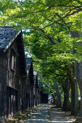 初夏の酒田 山居倉庫のケヤキ並木