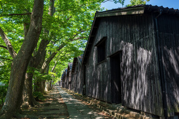 初夏の酒田 山居倉庫のケヤキ並木