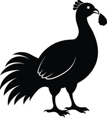 Fototapeta premium Black Silhouette of a Rooster Holding a Piece of Food in its Beak chicken fowl