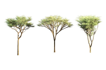 Three umbrella acacia trees against a plain white background.