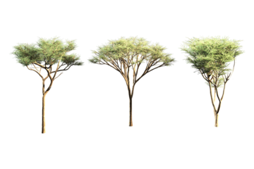 Three umbrella acacia trees against a plain white background.