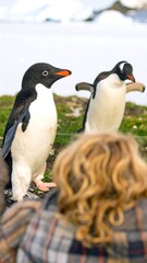 Obraz premium Two penguins in the wild, a person observing