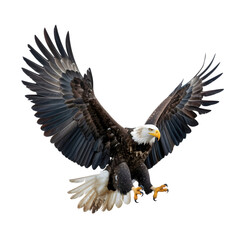 Fototapeta premium Majestic bald eagle soaring with wings spread in full flight predator nature freedom wildlife