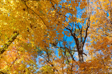 Autumn beauty of nature. Fall season nature. Fall leaves of tree. Autumn tree. Nature in fall season. Autumnal sunny day. Seasonal leaves on tree. Natural autumn leaves. Sweater weather