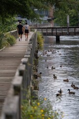 Employees enjoying a quiet stroll along a riverside trail Ducks swim nearby The mood feels serene and meditative, Generative AI 