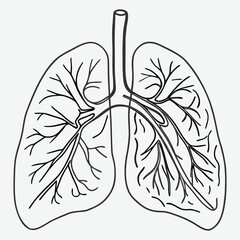 Human lungs line art.