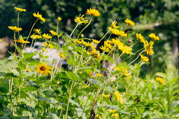 Fototapete bei efototapeten.de bestellen   