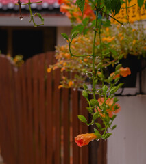 비오는 날 능소화 a flower on a rainy day
