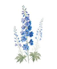 Watercolor Larkspur on the white Background. Birth Month Flower.