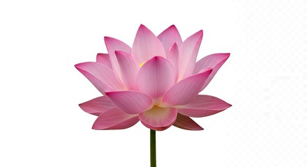 Obraz premium Pink Lotus Bloom