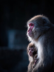 Obraz premium Japanese macaque family resting closely in soft natural light