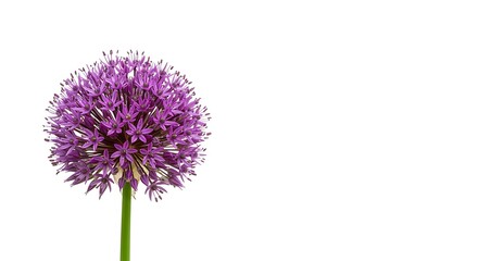 Purple Orb of Summer