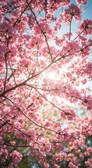 Fototapeta premium Sunlit Blossom Embrace