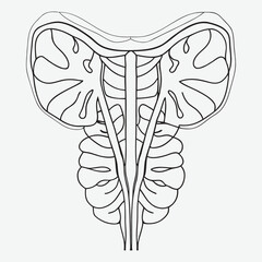 Human pancreas line art.