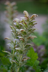 Beautiful flowers on the Acanthus mollis plant.
