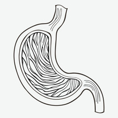 Human stomach line art.