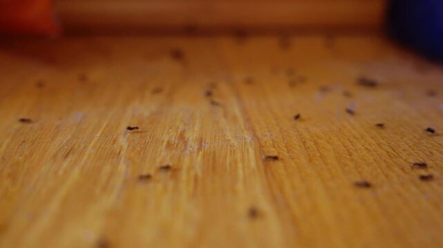 Close-up view of ants crawling on a wooden floor inside a living room.