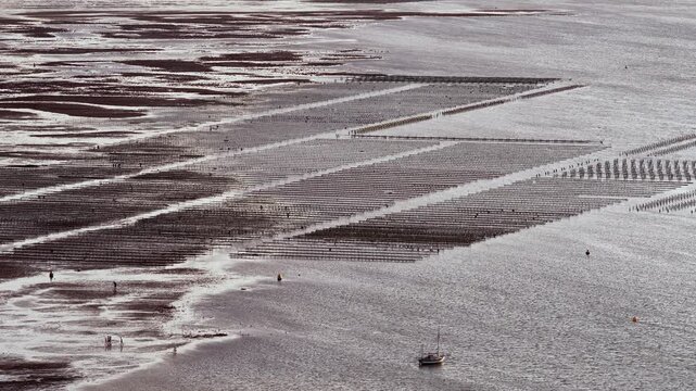 Whitstable oyster farm at low tide with rows of oyster beds visible
