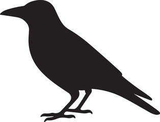 American Crow Vector Illustration Isolated on White Background