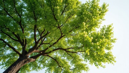Fototapeta premium View Looking Upwards Toward Tree Branches with Fresh Green Leaves and Gentle Sunlight Filtering Through