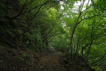 Fototapeta premium 埼玉県_両神山_白井差登山道